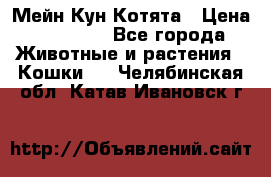 Мейн Кун Котята › Цена ­ 15 000 - Все города Животные и растения » Кошки   . Челябинская обл.,Катав-Ивановск г.